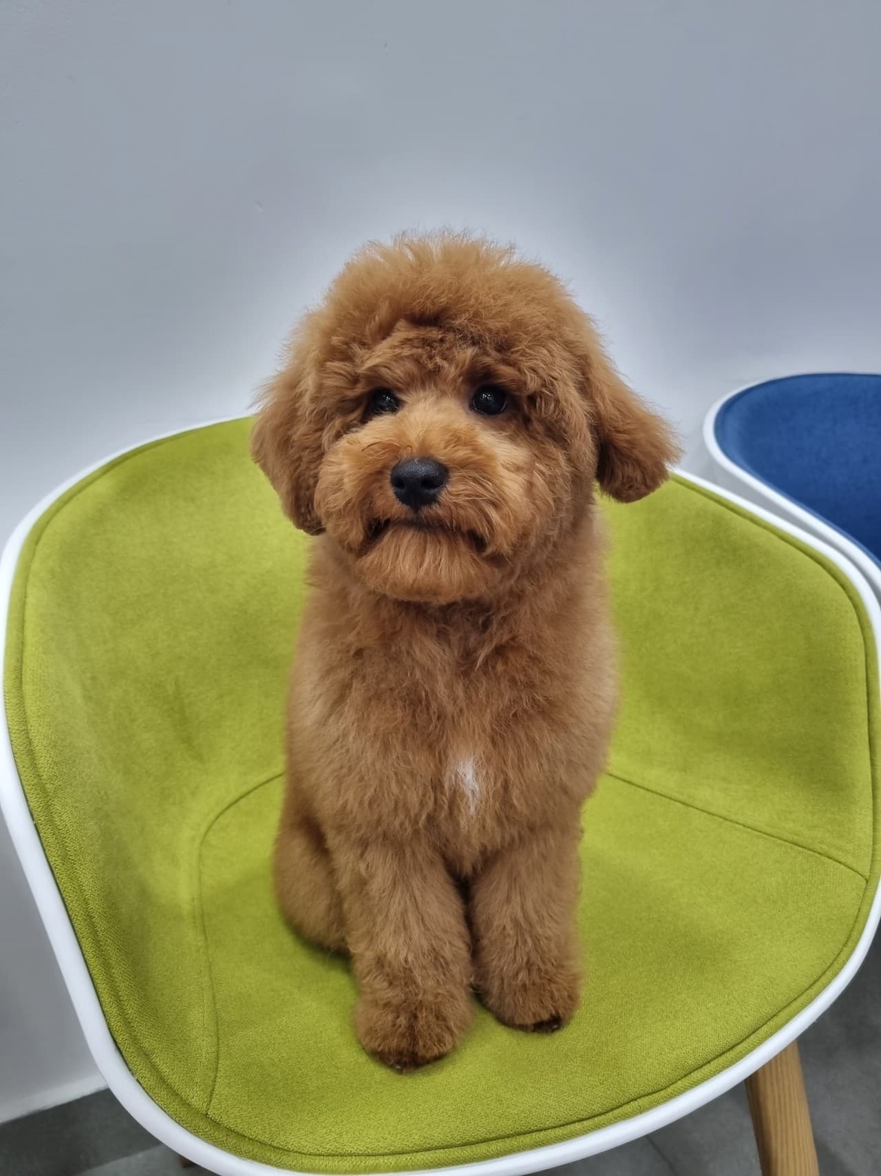 Pawly sitting on a green chair after a haircut.