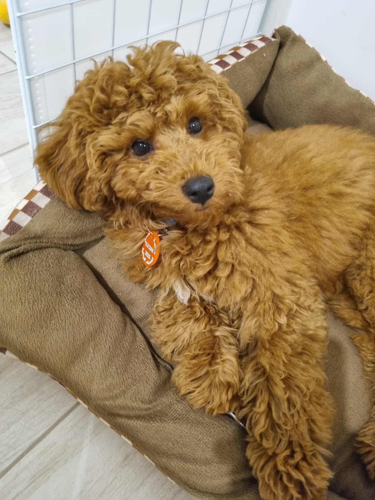 Pawly lying in his small bed and looking at the camera.