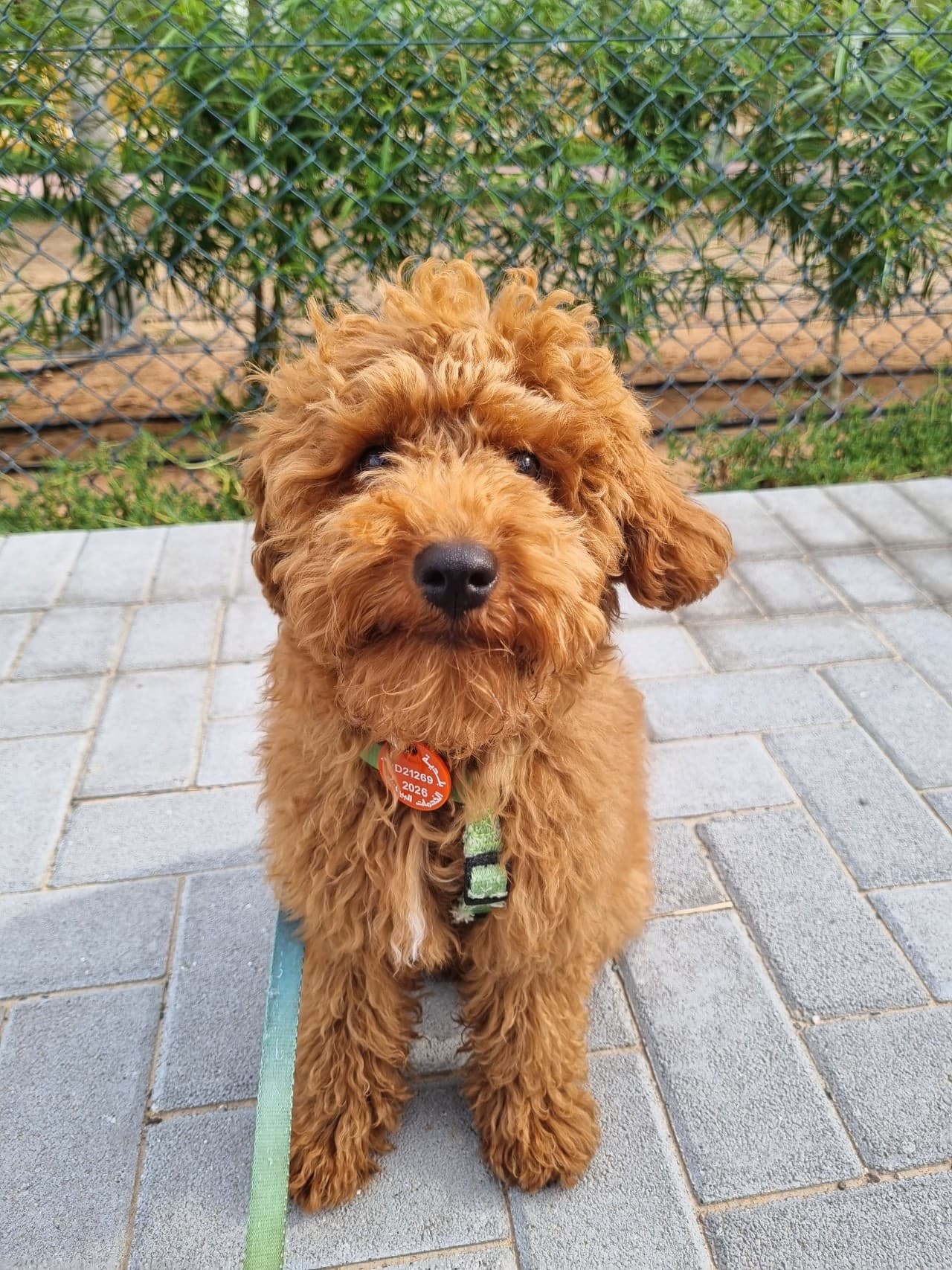 Pawly sitting outside beside a fence.