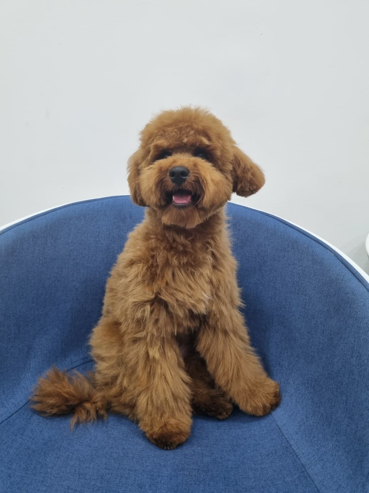 Pawly smiling while sitting on a blue chair.